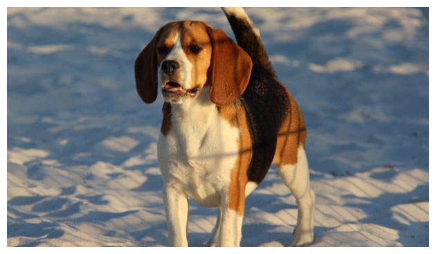 Cão Beagle