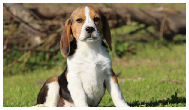 Cão Beagle