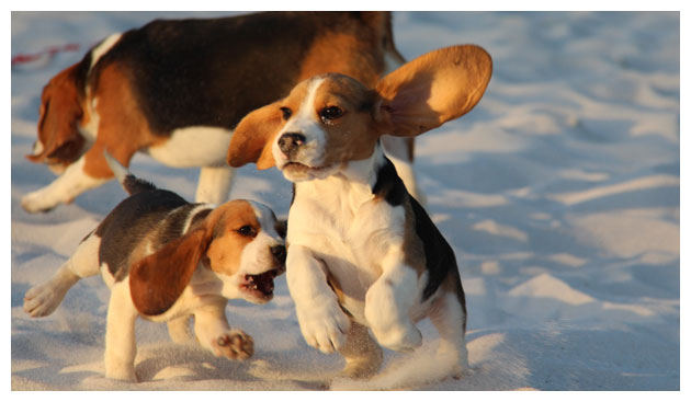 Cão Beagle