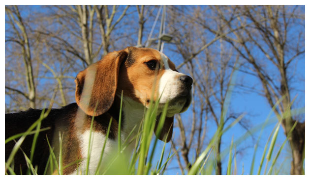 Cão Beagle