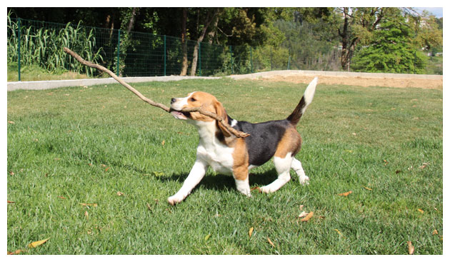 Cão Beagle