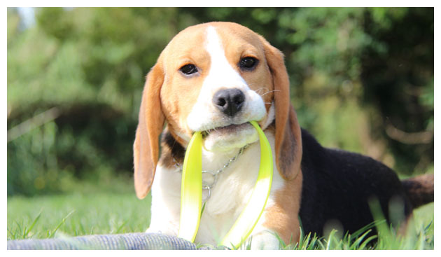 Cão Beagle