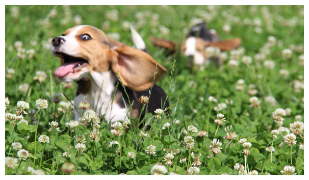 Cão Beagle