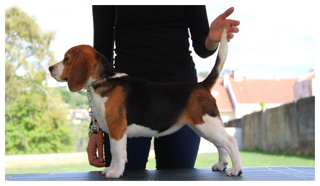 Cão Beagle